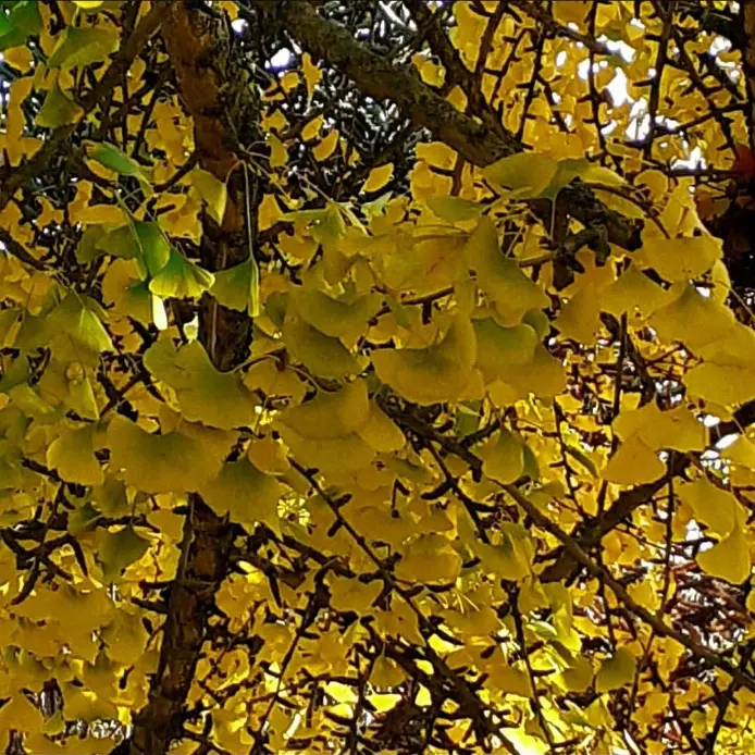 atelier-du-bien-etre-actu-automne Réflexologie plantaire et crânienne en été avec Atelier du bien être